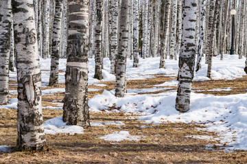 Birch trees in spring Park with snow and thawing on a Sunny day, spring landscape
