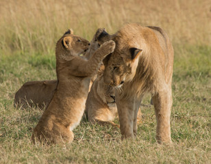 rhino and mount Kenya