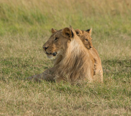 lions