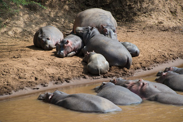 hippo