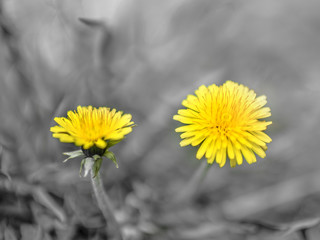 Yellow dandelions in spring