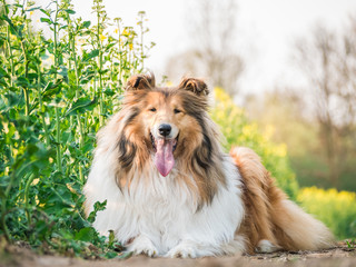 Beautiful rough collie lying at colza field, bright sun summer day