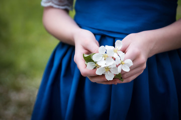 branch of a blossoming Apple tree in female hands on a background blue dresses