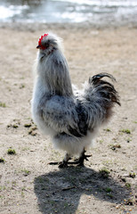 puscheliges Seidenhuhn