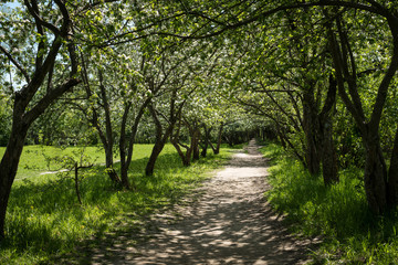 Apple alley in bloom in spring