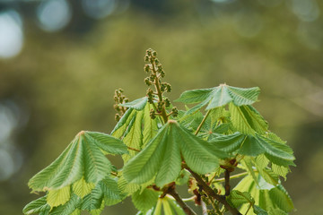 Young green leaves of chestnut