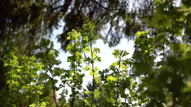 4k Branches Swing By The Wind In The Woods