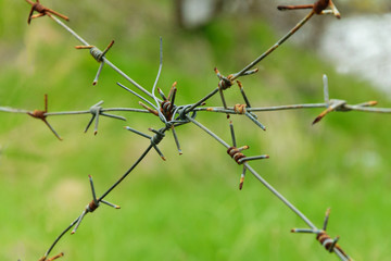  Barbed wire on a background of green nature