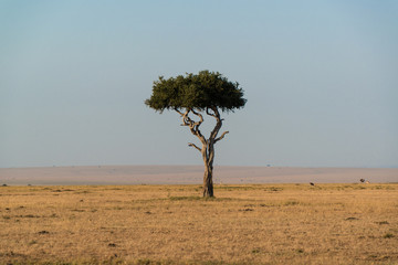 Obraz premium African landscape