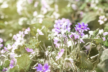 Fototapeta premium Beautiful rare flowers with water drops on a sunny morning in early spring, violet color