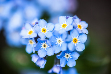 Blooming forget-me-not flowers
