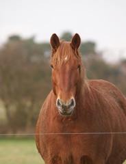 Fototapeta premium Chestnut Horse Head Shot