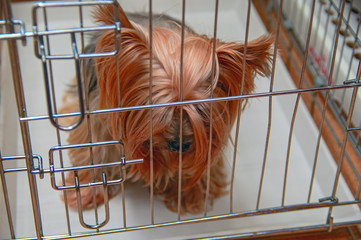 Sad yorkshire terrier sitting in a cage with bowed head. Concept of pet loneliness, abandoned dog,...
