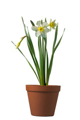 Flowers daffodils in a pot on a white background, indoor tulips, grow flowers at home. Isolated.