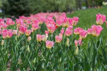 Pink & yellow flowers view. Landscape.