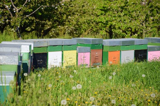 Beehives in the meadow