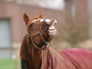 Laughing Stallion