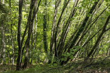 Obraz premium Cascate di San Giovanni, Abruzzo