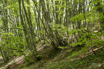 Obraz premium Cascate di San Giovanni, Abruzzo