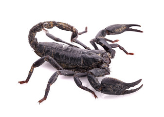 scorpion on white background