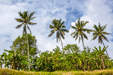 Four Palm Trees and Background with Blue Sky