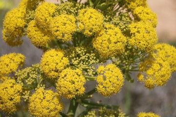 Wild fennel blooming at the Mediterranean Sea, Malta