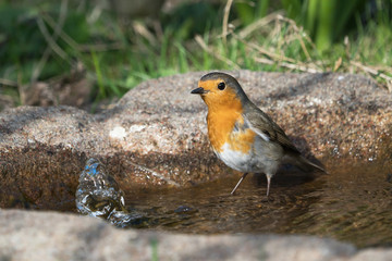 European robin standing in the water of a birdbath ready for a bath