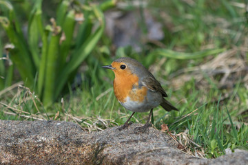 European robin bird standing on the ground looking to the left with grass and plants in the background