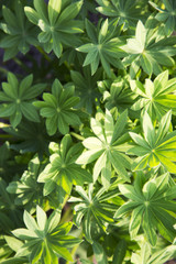 Fototapeta na wymiar Green leaf texture. Background leaves