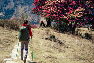 a strong man climbs uphill with a large backpack. concept of hiking in the Himalayan mountains