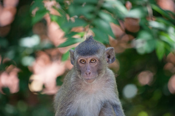 可愛いサル