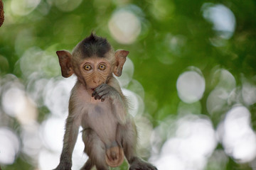可愛いサル