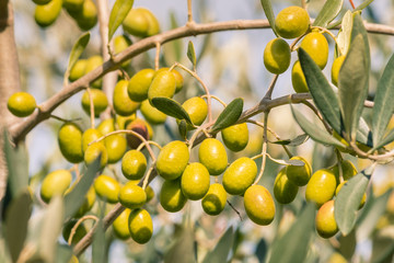 detail of ripe green Spanish olives growing on olive tree with blurred background