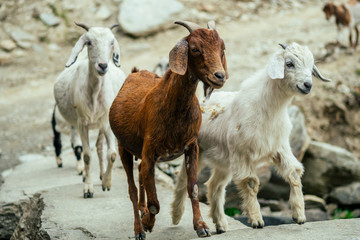 Obraz premium goats are walking around the puddle