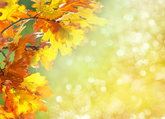 Naklejka na ściany i meble leaves of an oak in autumn 