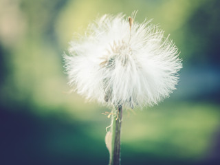 Common Dandelion