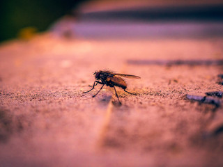 Evening Sun Fly