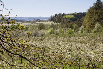 Cherry tree blossom orchard with vilage Krtely, Czech landscape