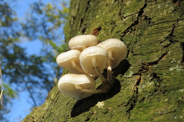 Pilze wachsen aus einem Baumstamm 
