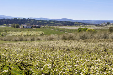 Fototapeta na wymiar Cherry tree blossom orchard with hill, Czech landscape
