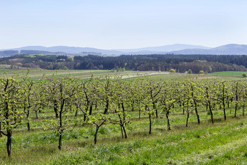 Fototapeta na wymiar Cherry tree blossom orchard with green grass, Czech landscape