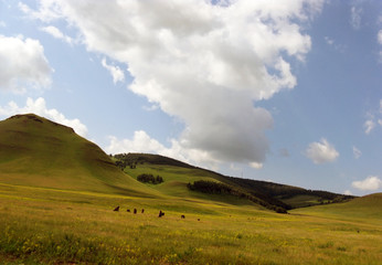 Obraz premium Wide steppe with yellow grass under a blue sky with white clouds Sayan mountains Siberia Russia