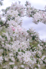 Fototapeta premium blossoming spring