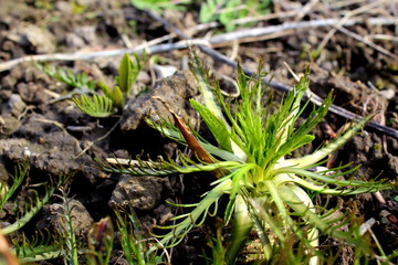 horseradish shoot in the spring