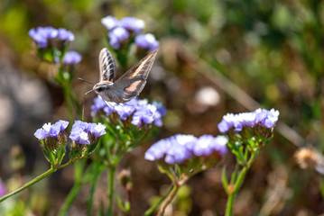 Hummingbird hawk-moth Macroglossum stellatarum hovering over a flower