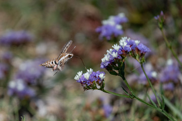 Hummingbird hawk-moth Macroglossum stellatarum hovering over a flower
