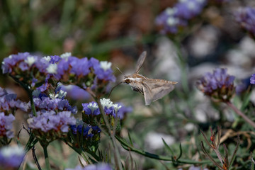 Hummingbird hawk-moth Macroglossum stellatarum hovering over a flower