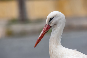 Portrait of a white stork. (Ciconia ciconia) in nature.