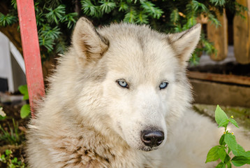 Obraz premium Portrait of a yellow dog 