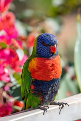 Close up of Multicolored Rainbow Lorikeet parrot Trichoglossus haematodus. This is a species of birds that is native to Australia